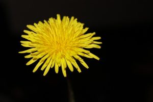 Dandelion Flower Cookies